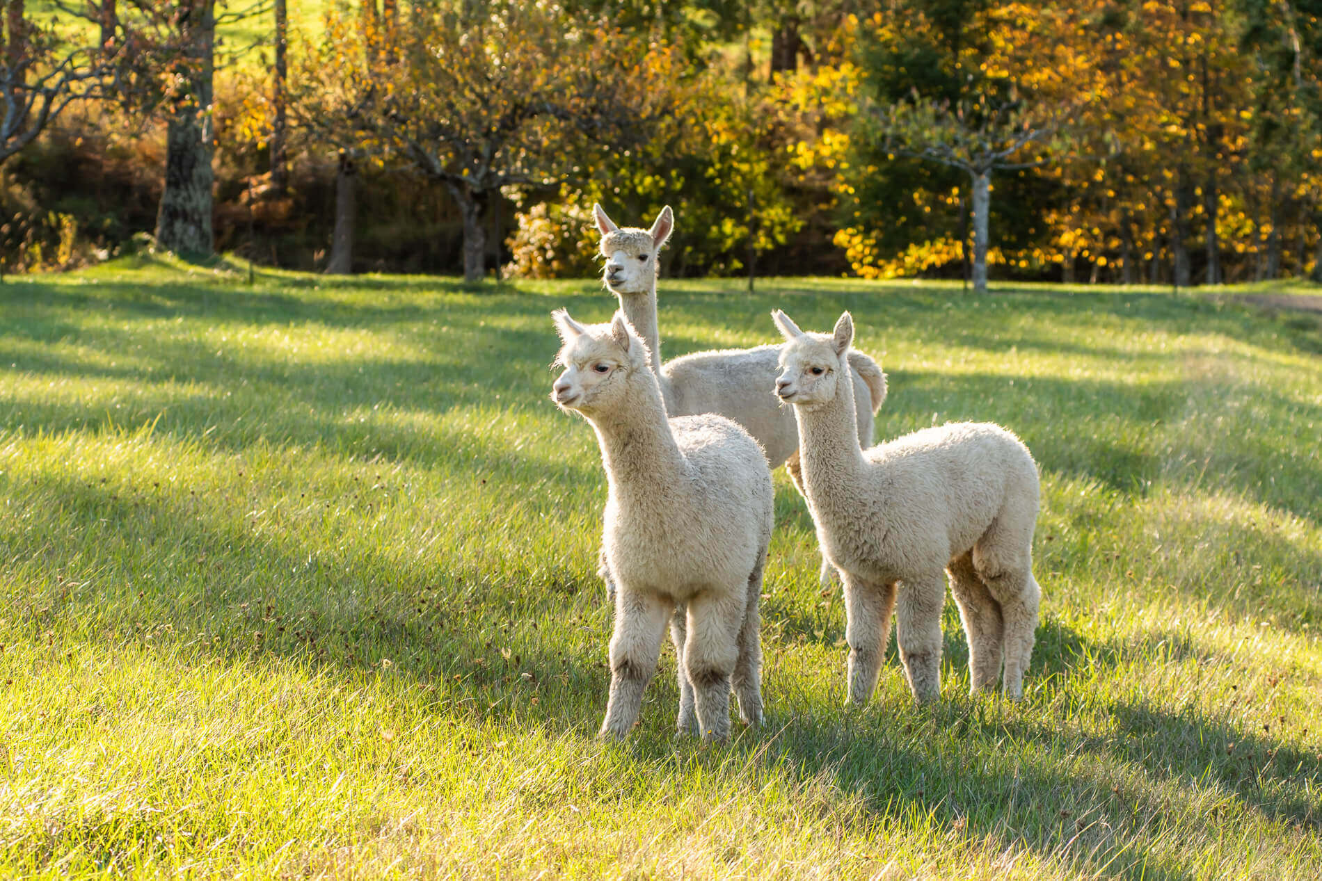 Photo of three white alpacas in a field.