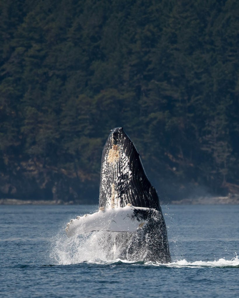 Photo of a humpback whale breaching.