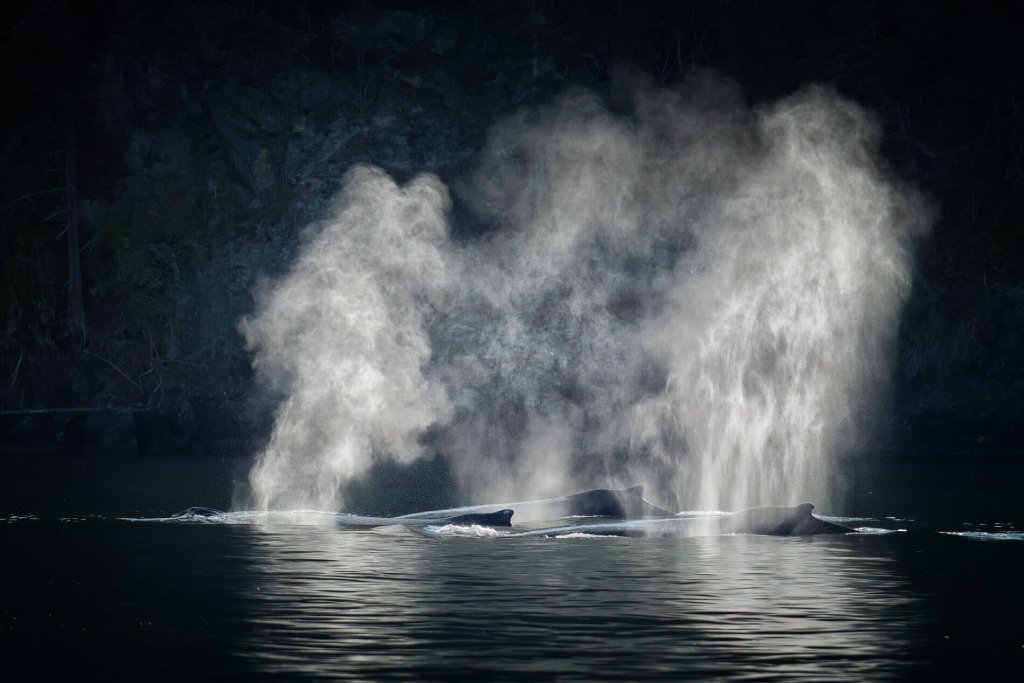 A photo of mist rising from whales as they surface.