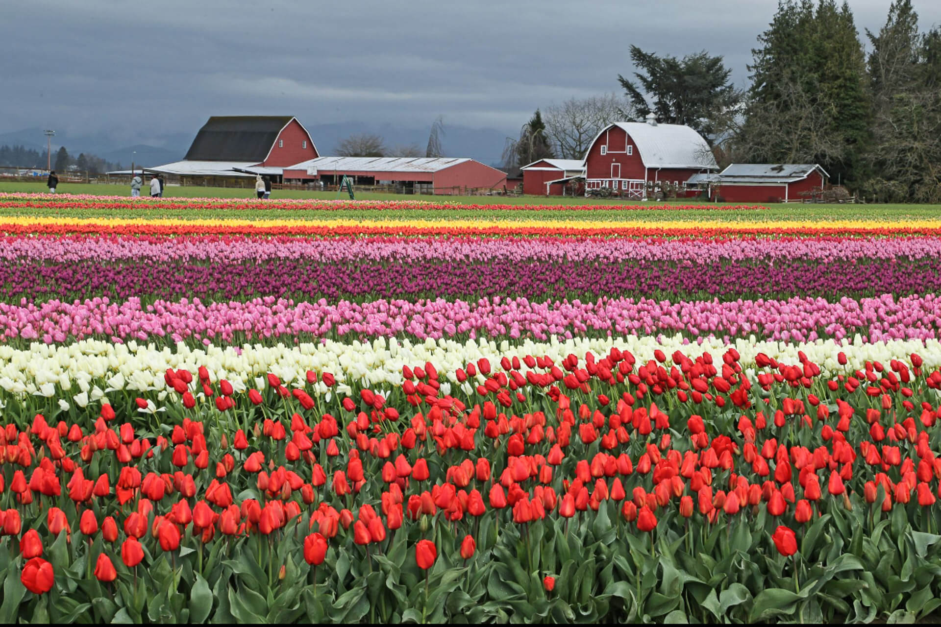Photo of a red barn and colorful tulip fields