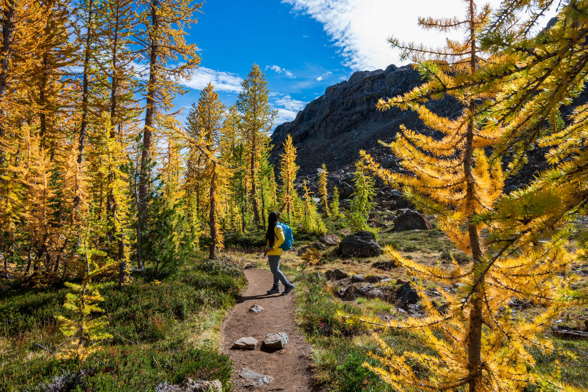 A woman stands on a trail surrounded by golden larch trees while hiking in Washington State