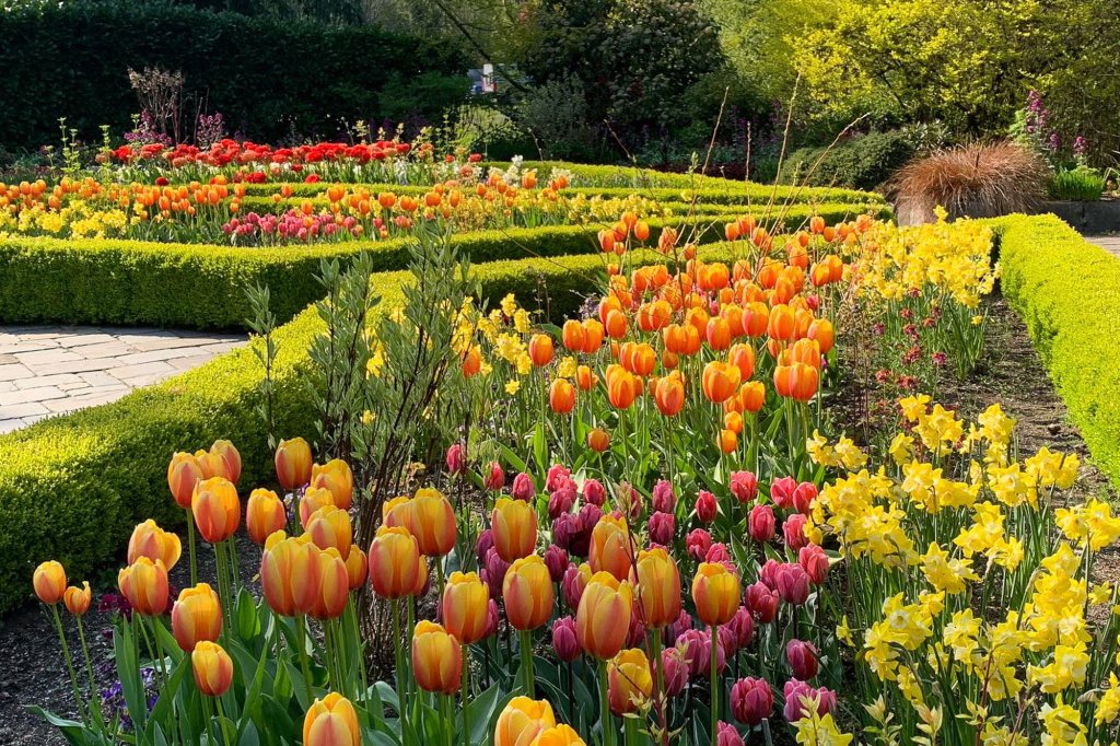 Colorful tulips bloom in spring at Heronswood Garden
