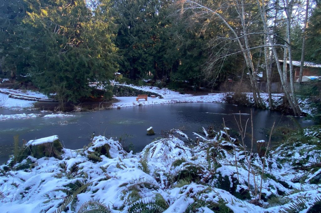 A light dusting of snow covers plants along a pond at Heronswood Garden