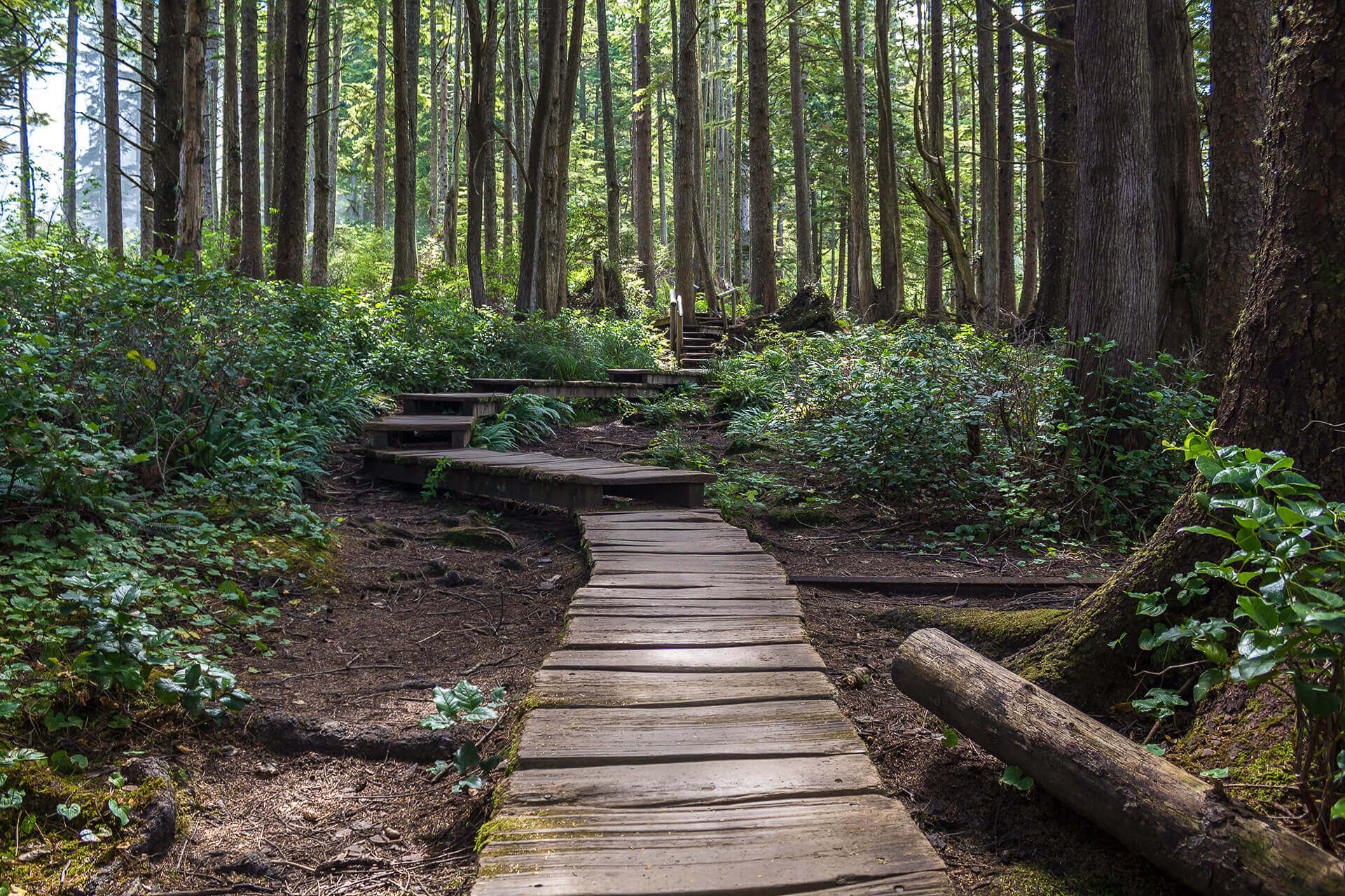 A wooden boardwalk winds through a forest