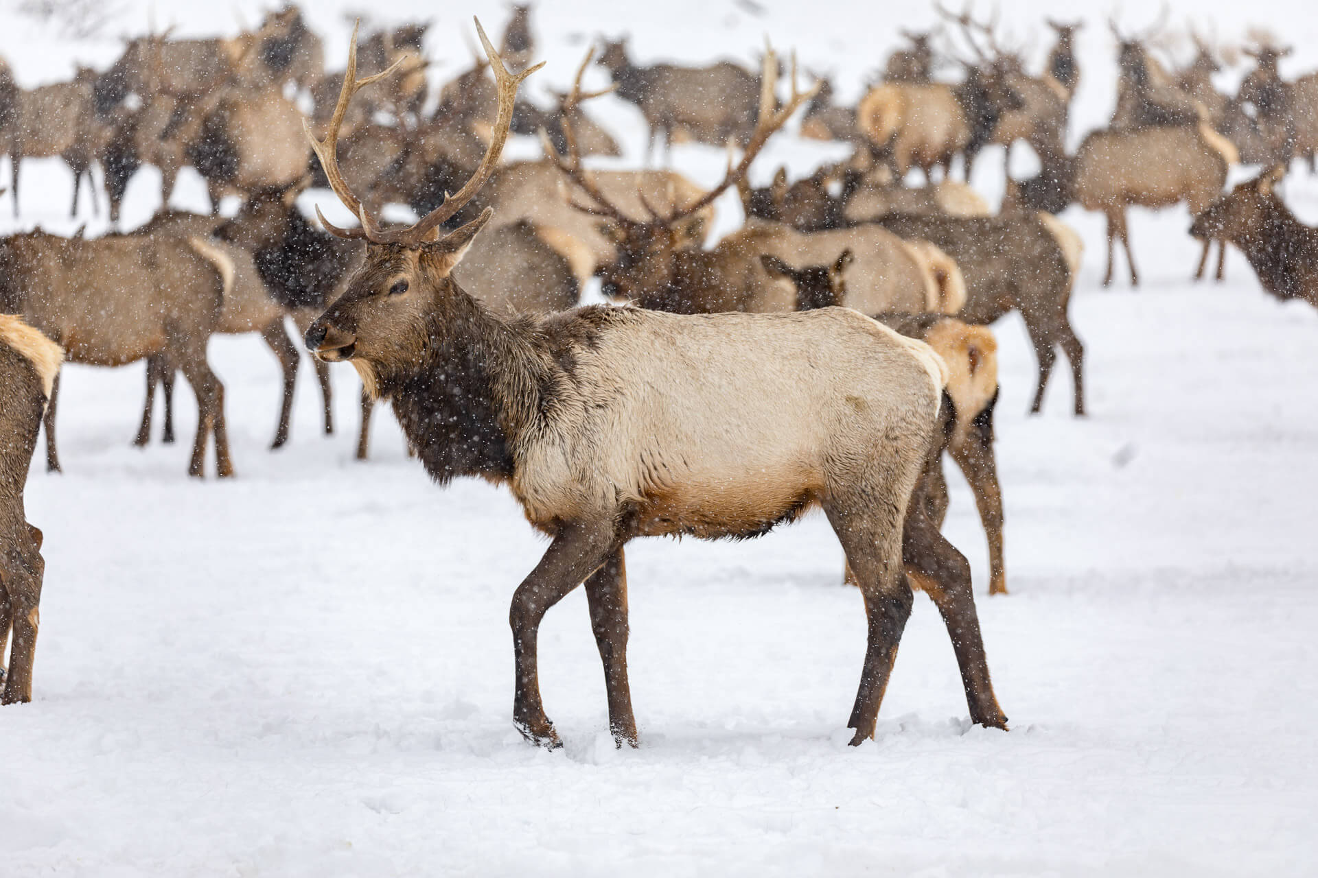 A herd of elk in the snow
