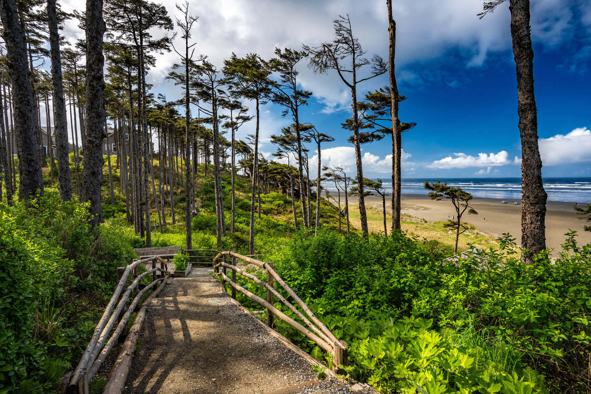 A trail leads through tall trees to a beach on the Pacific Coast