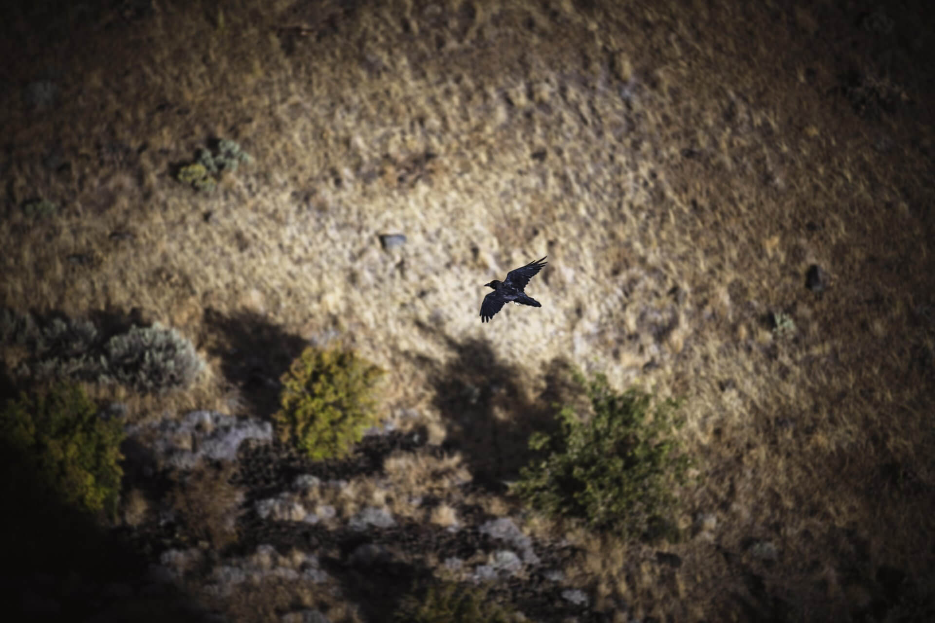 A bird flies in a wildlife area